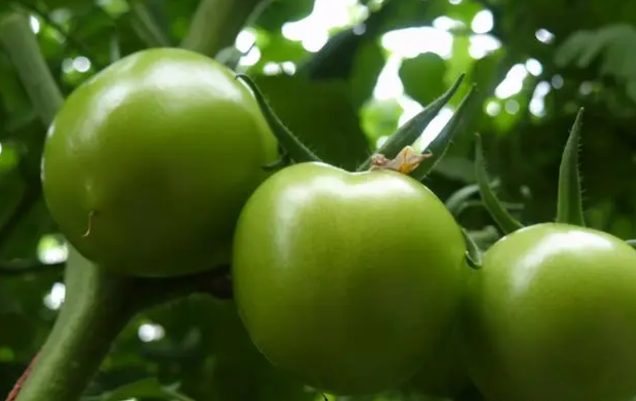 普通灯能给植物补光吗? 普通灯能给植物补光吗?